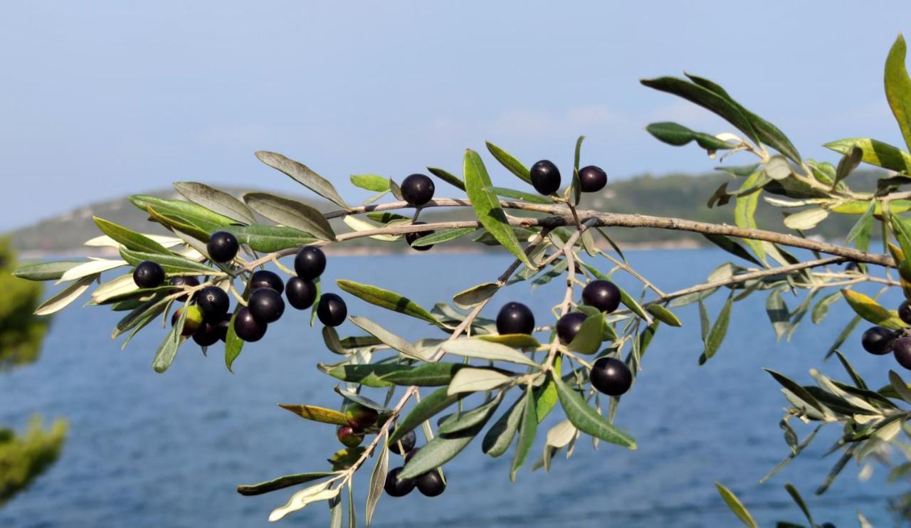 Bed and Breakfast Pansion Alen - Dugi Otok Luka  Zewnętrze zdjęcie